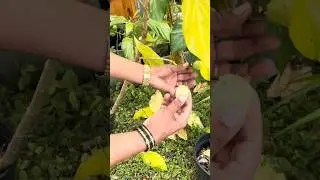 Отзывы о соке нони...