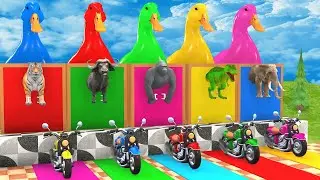 Long Slide Game with Cow Elephant Gorilla Hippopotamus Tiger 3d Animal Game Funny 3d Animals