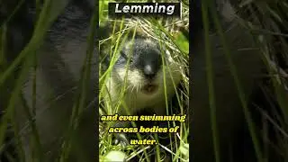 Lemmings: The Most Misunderstood Creatures on Earth