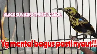 pancingan kolibri black sunbird