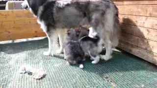 Alaskan Malamute Puppys 5½ weeks