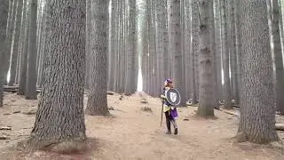 Sugar Pine Walk - Bago State Forest NSW