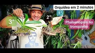 As três fases da Phalaenopsis na Bolacha de madeira, Orquídea em 2 minutos EP 6