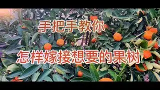 手把手教你如何把沙糖桔嫁接到金桔树上，一棵树长两种果