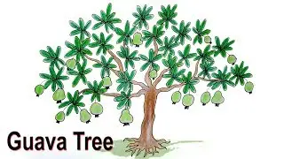 How to draw Guava Tree very easy Drawing guava tree