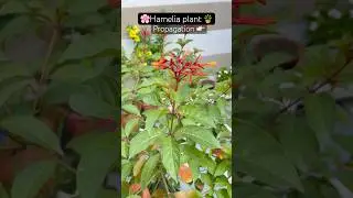 Hamelia plant propagation 🌸#trending #viral #shorts #youtubeshorts #nature