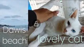 LOVELY CAT AT THE BEACH | DAWIS DIGOS CITY