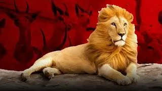 International Breaking News - Why Is Trophy Hunting Legal