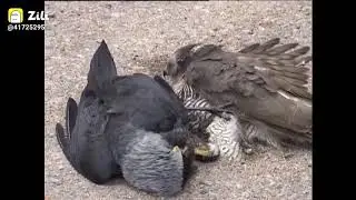 eagle versus crow fight..😱 crow win