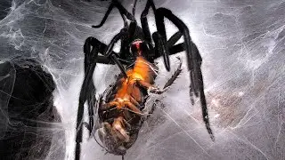 Feeding some Funnel & Curtain web spiders 13 | Screaming roaches