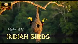 4K African Birds and animal with relaxing sound | wild life