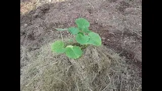 SIMPLE METHOD TO PLANT AND CARE FOR SQUASH AND ZUCCHINI