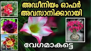 Adenium offer#flowers 