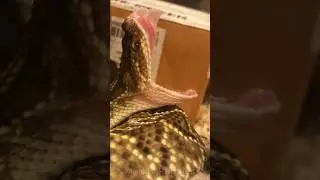 Neotropical Rattlesnake FANGS! #snakes #animals #rattlesnake
