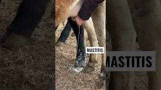 Milking out a jersey cow with mastitis.  #cow #mastitis #jersey