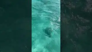 Green Cay&hearts;️🐢