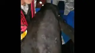 Paus Pembunuh Kerdil / Pygmy Killer Whale (Feresa attenuata)