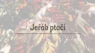 008 PKL jeřáb ptačí