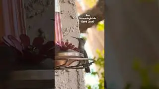 Are Hummingbirds Good Luck for Gold Prospecting?