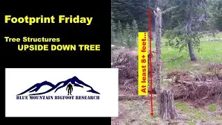 🌲Bigfoot Tree Structures and Nests🐵