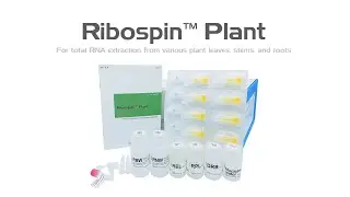 Ribospin&trade; Plant for total RNA extraction from various plant leaves, stems and roots