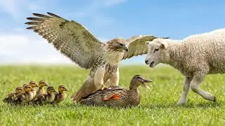 When a goat cries for help to save its mother duck from a hawk &ndash; Rescuing an injured mother duck.