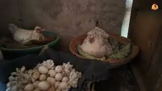 Этот трюк поможет повысить процент вылупления птенцов у вашей наседки до 100%!