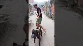 pitbull vs street dog #pitbull #dog #streetdog #aggressive #shorts #shortsvideo #pitbulldog