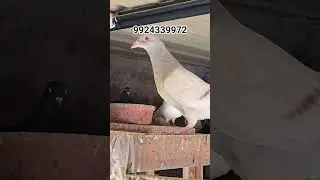 racing homar, black kanak,top quality pigeon Avelibale 9924339972