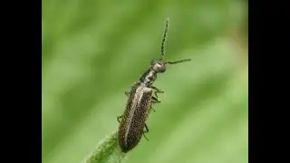 Bleischwarzer Wollhaark&auml;fer (Dasytes plumbeus) hebt ab