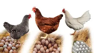 3 ไก่ไข่(พันธุ์แท้)น่าเลี้ยง 084-1751095  -โต๋ ปากดง Pakdong Channel