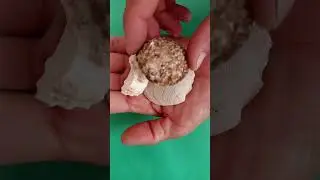 👋Stone#Fossil#Shell#Coral❤🎉🙏👍