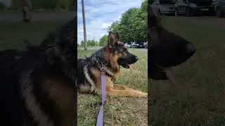 Немецкая овчарка. German shepherd dog. #dog #dogs #shepherd #shepherddog #shepherdlove #gsd