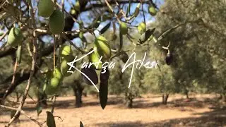 Manisa/Akhisar Büknüş Köyü Zeytin Ağaçları ve Tenekede Tavuk