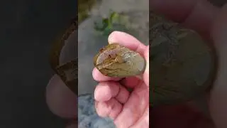 real energy stone for ring 💍 #crystals #naturalamethyst #naturalcrystals #satisfying