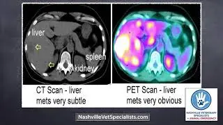 Highlights of the American College of Veterinary Surgeons symposium.
