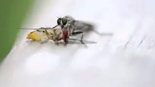 assassin fly drinks the insides of a hover fly