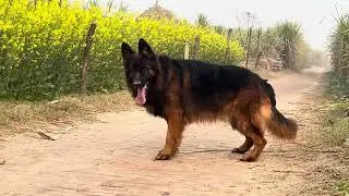 ￼￼￼long hair German shepherd Dog 🐕