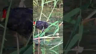 ВОДНЫЕ ПРОЦЕДУРЫ С УТРА ПОРАНЬШЕ. #birds #nature #wildlife