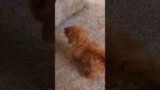 Luna Finds Her Voice: Adorable Lakeypoo Puppy Tries Out Her Bark!
