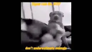dog sigma