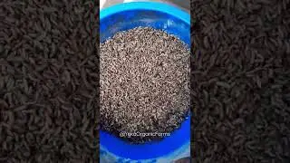 Save costs on feed by using Black Soldier Fly larvae for chicken, pigs and fish