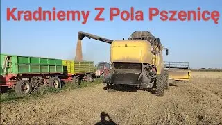  Kradzione Żniwa, kosimy Pszenice