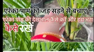 🟢 Areca palm care tips in monsoon|| How to take care of Areca palm and keep it green||