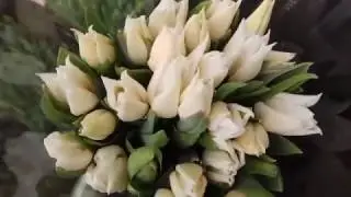 Вирощування тюльпанів. Тюльпан Аграс Вайт . Tulips Agrass White / Выращивание тюльпанов.