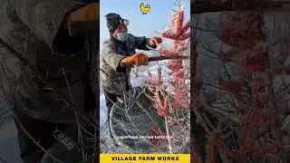 This Winter Harvest Method is GENIUS! 🥶 #SeaBuckthorn