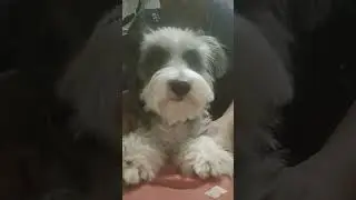 #cute #dog #nila
