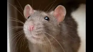 Amazing Ability! This Rat Deserves a Medal