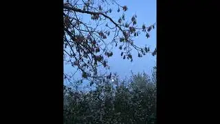 Satori Rewire - Nature (Instrumental)