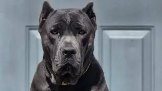 Just a little bit of playtime with each other #canecorso #youtubeshorts #reel #fyp